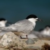 Rybak belocely - Sterna striata - White-fronted Tern - tara 7060